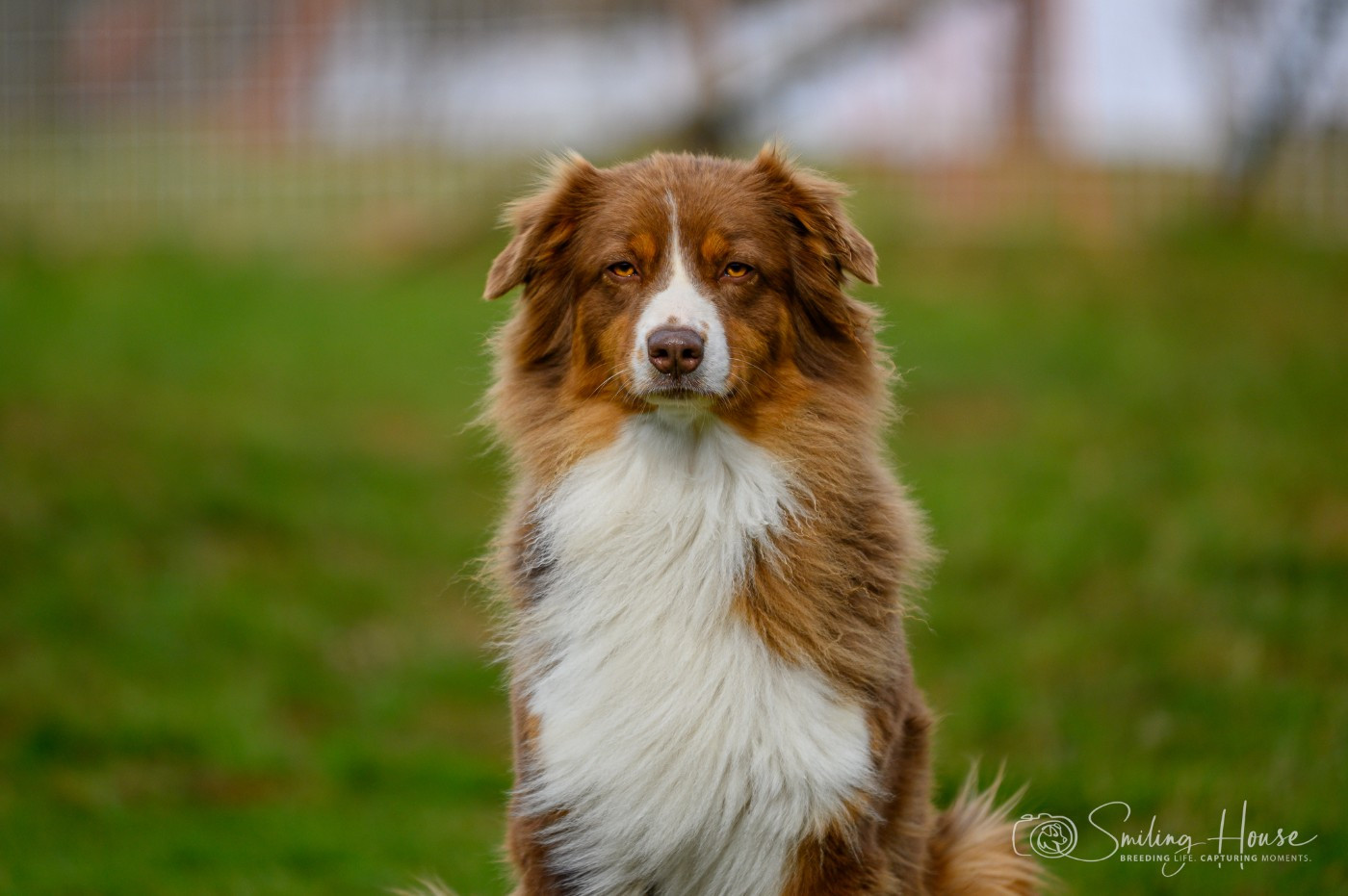 Quetchup of the smiling house
