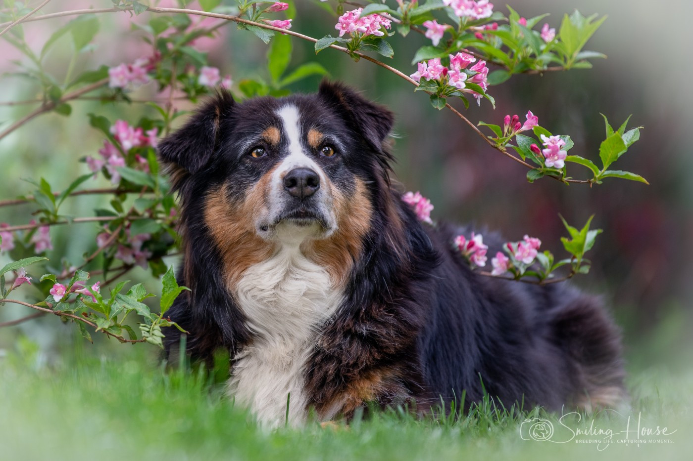 Geisha de l'Oeil du Cyclone