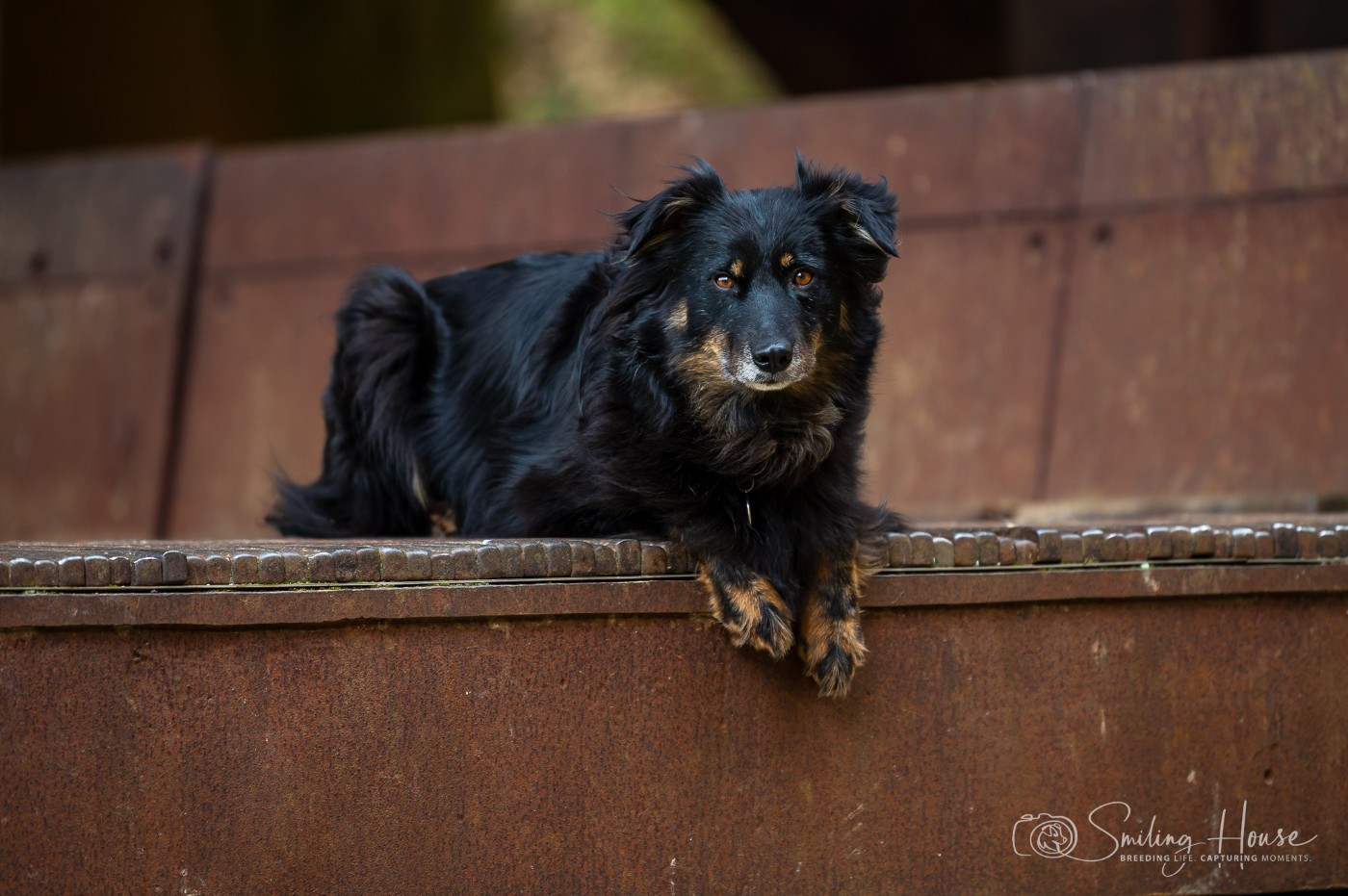 Sirah of the smiling house